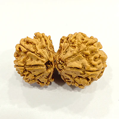 Natural Gaurishankar Rudraksha (Nepal Origin - Super Collector Size)