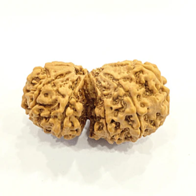 Natural Gaurishankar Rudraksha (Nepal Origin - Super Collector Size) - Image 2